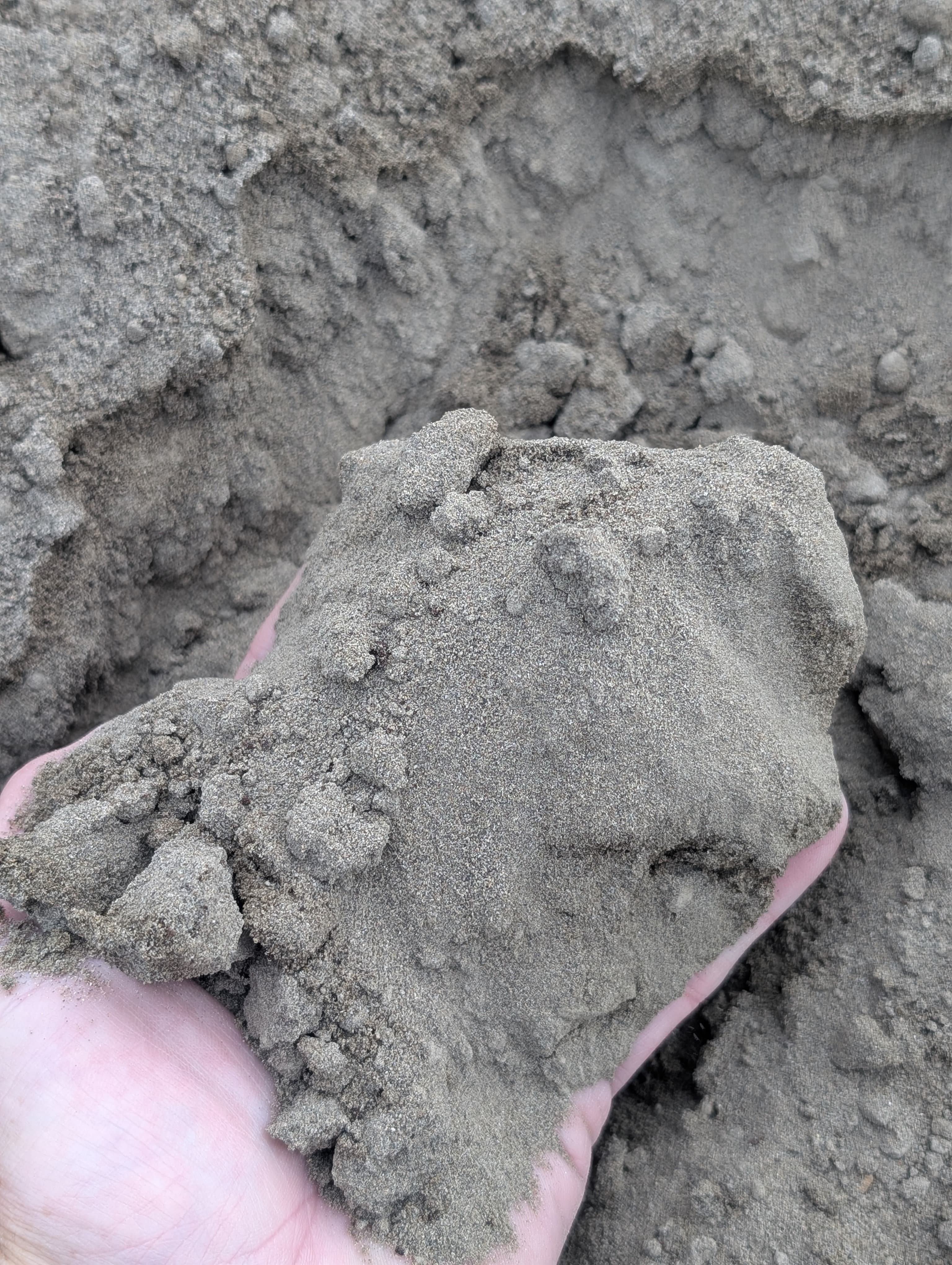 Sandy Loam Lawn Soil
